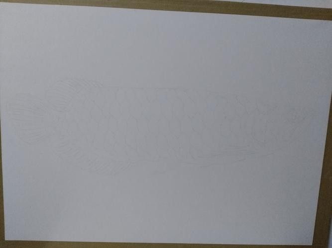 龍魚素描圖片大全大圖高清
