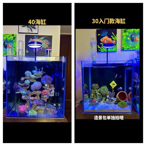 彩蝶龍魚缸能養海水魚嗎圖片