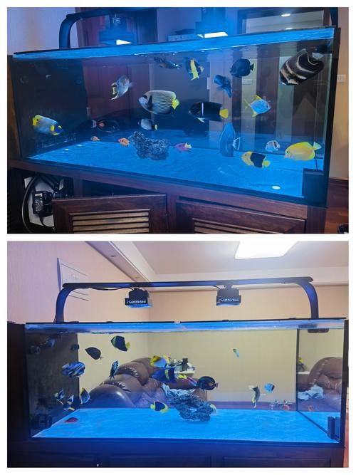 彩蝶龍魚缸能養海水魚嗎圖片