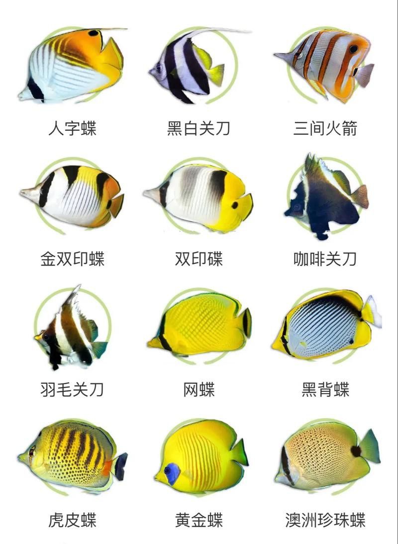 彩蝶龍魚缸能養海水魚嗎圖片