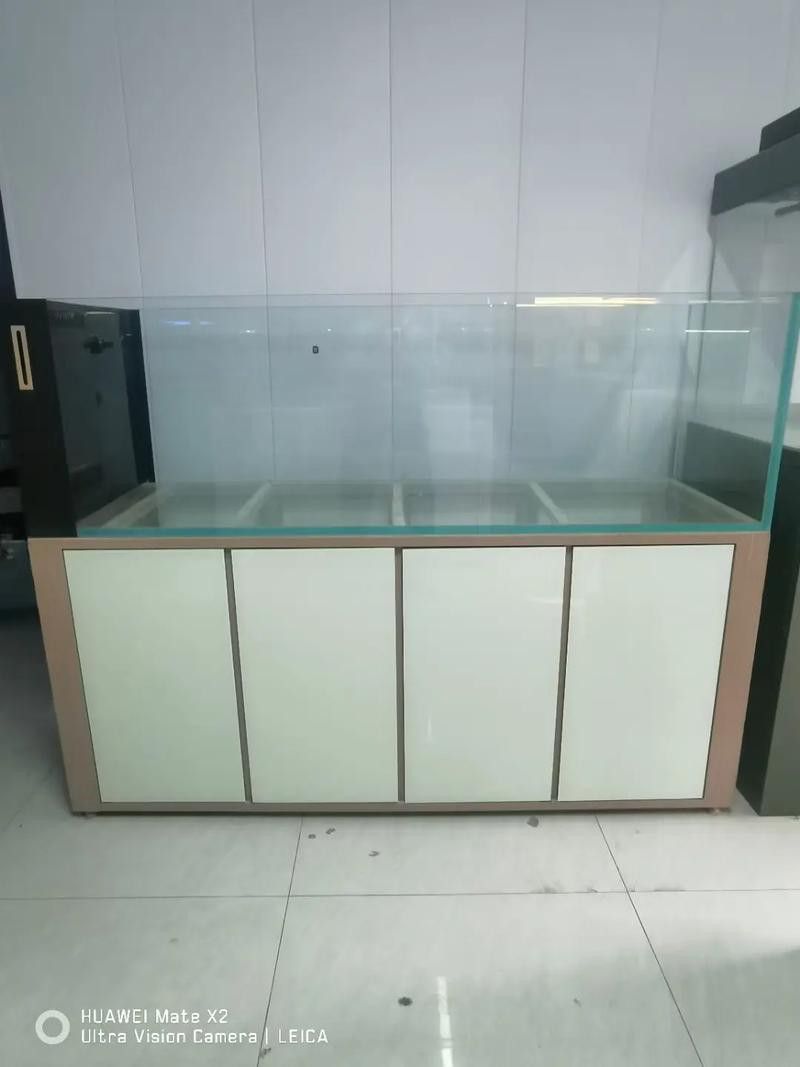 彩蝶龍魚缸能養海水魚嗎圖片