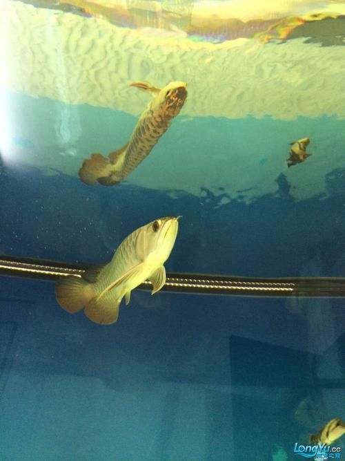 彩蝶龍魚缸能養海水魚嗎圖片