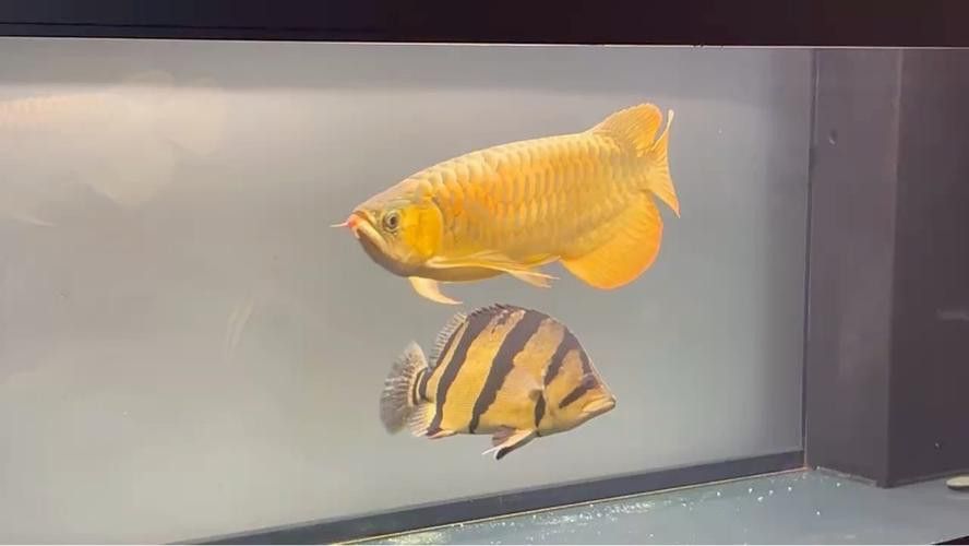 彩蝶龍魚缸能養海水魚嗎圖片
