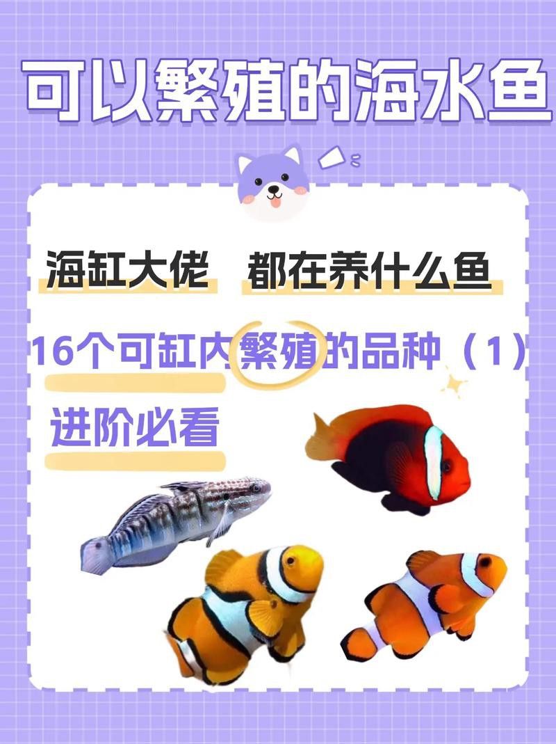 彩蝶龍魚缸能養海水魚嗎圖片