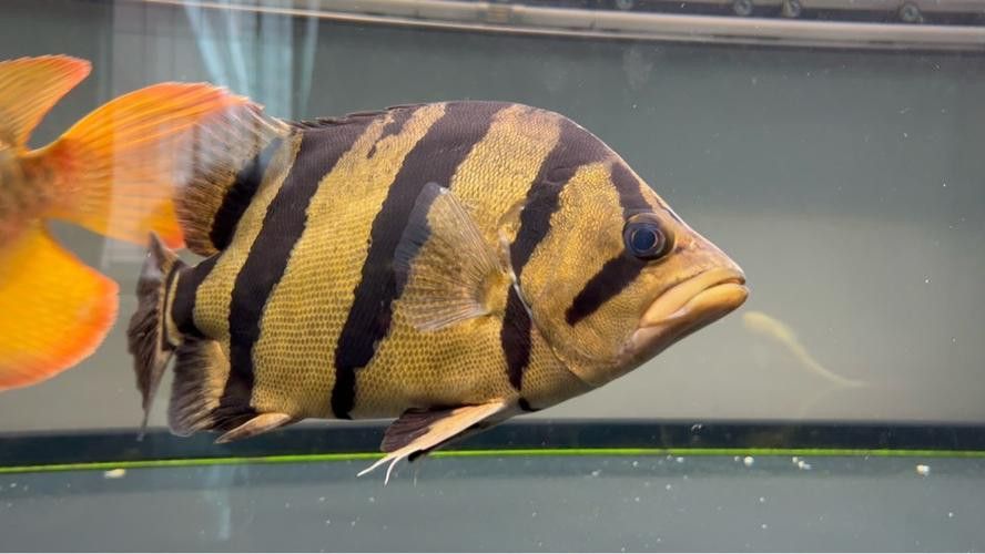 彩蝶龍魚缸能養海水魚嗎圖片
