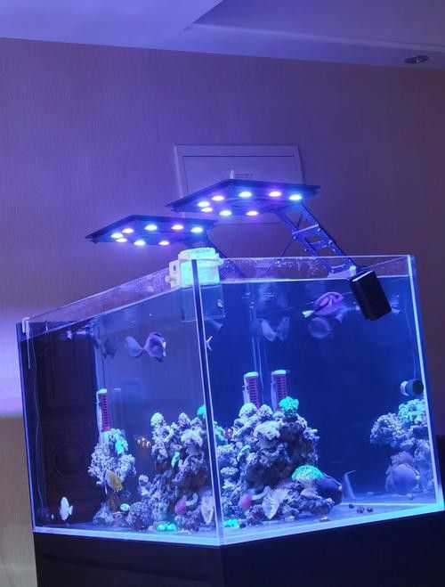 彩蝶龍魚缸能養海水魚嗎圖片