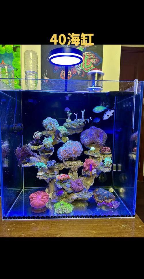 彩蝶龍魚缸能養海水魚嗎圖片