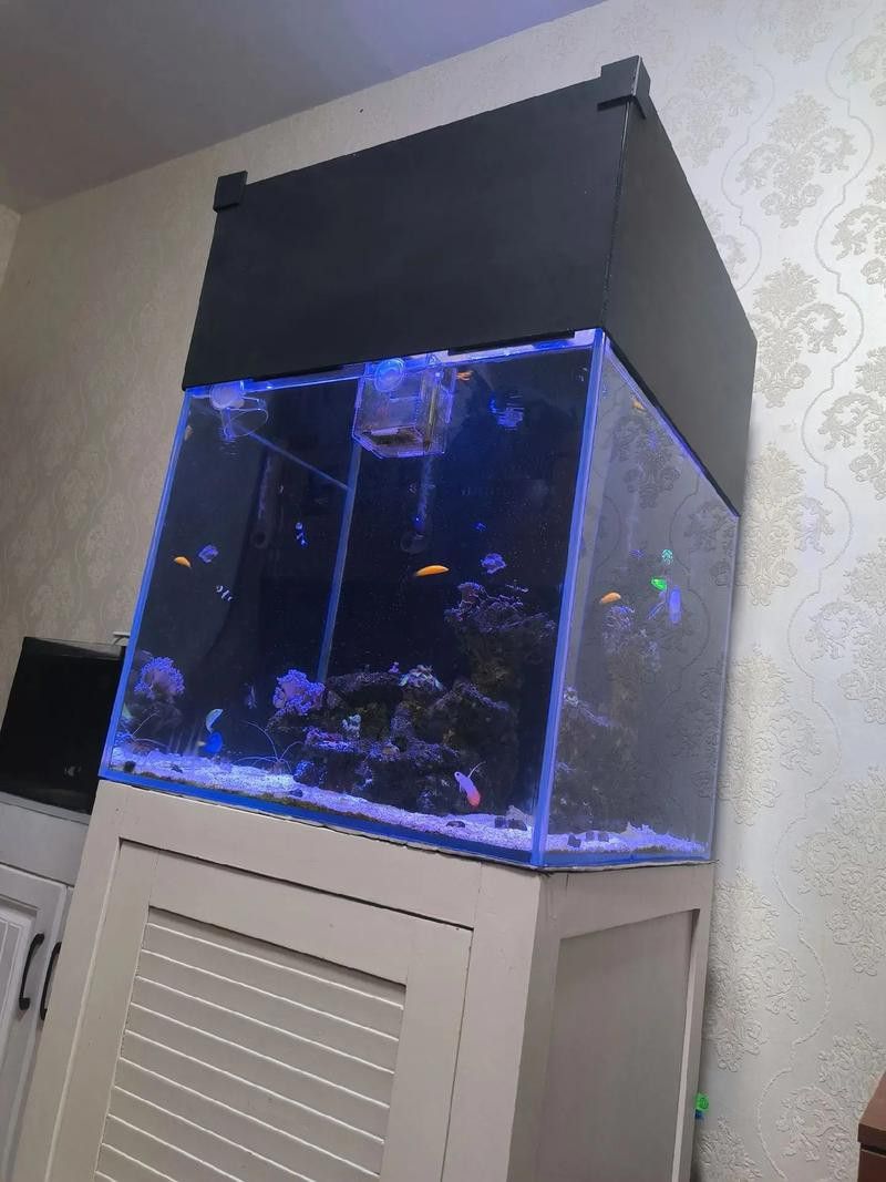 彩蝶龍魚缸能養海水魚嗎圖片