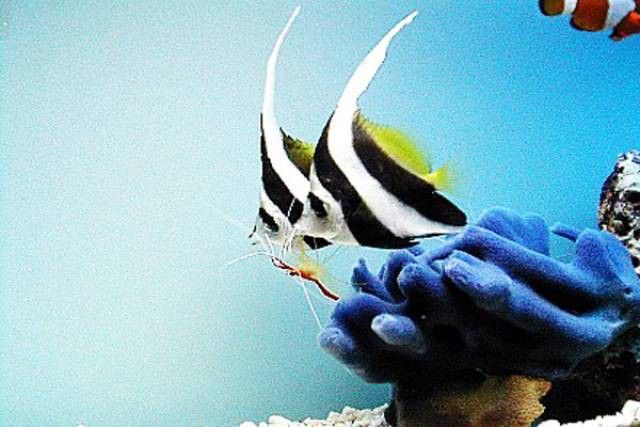 彩蝶龍魚缸能養海水魚嗎圖片
