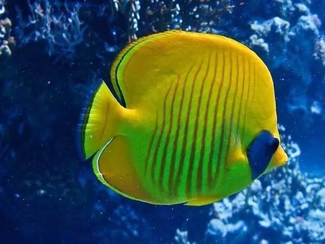 彩蝶龍魚缸能養海水魚嗎圖片