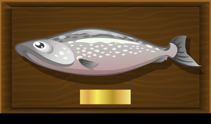 幽靈火箭魚生活空間要求：幽靈火箭魚生活空間的具體要求