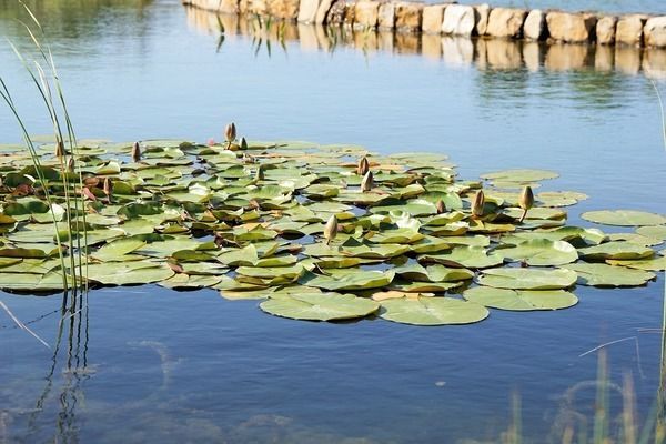 幽靈火箭魚生活空間要求：幽靈火箭魚生活空間的具體要求