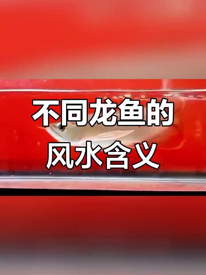 龍魚品種中哪種最適合風水