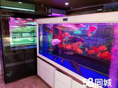 武漢魚缸批發市場（武漢魚缸市場主要有光谷、南湖和漢正街三個地方）