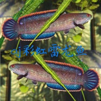 巴卡雷龍魚多少錢一條？（巴卡雷龍魚價格大致在國內市場上的價格大致在以下幾個區間）
