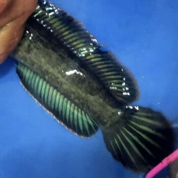 巴卡雷龍魚多少錢一條？（巴卡雷龍魚價格大致在國內市場上的價格大致在以下幾個區間）