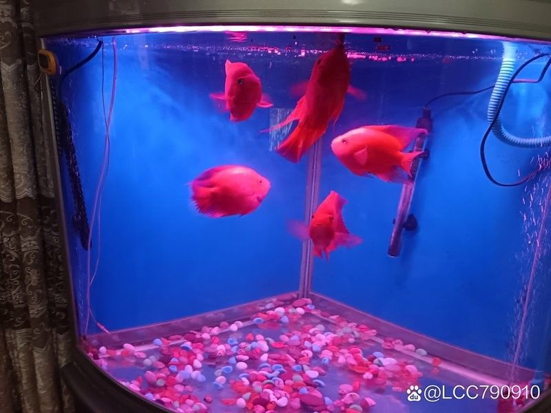 龍魚和鸚鵡魚混養需要多久換一次水？