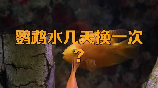 龍魚和鸚鵡魚混養需要多久換一次水？