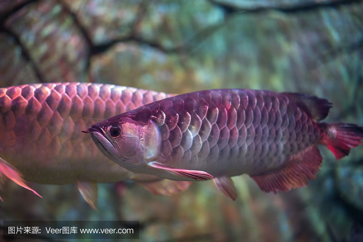 赤元素紅龍魚：赤元素紅龍魚價格