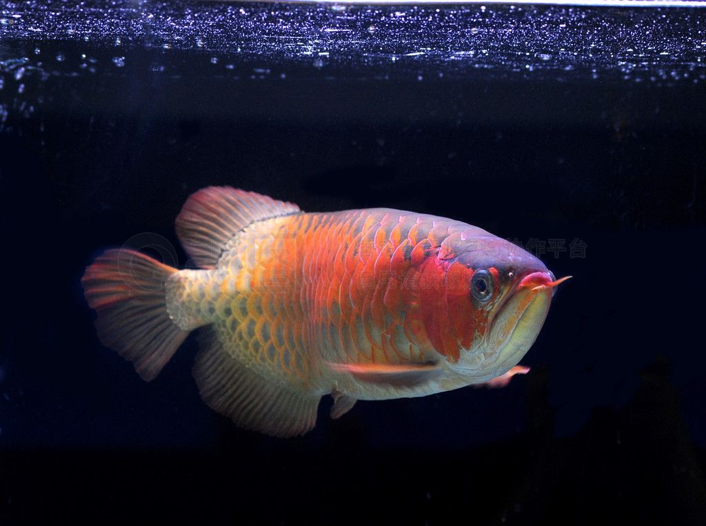 龍魚編號(hào)900172210519178【如何查詢特定的龍魚編號(hào)】