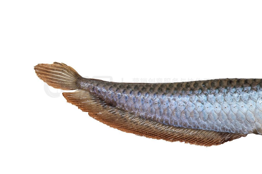 龍魚編號(hào)900172210519178【如何查詢特定的龍魚編號(hào)】