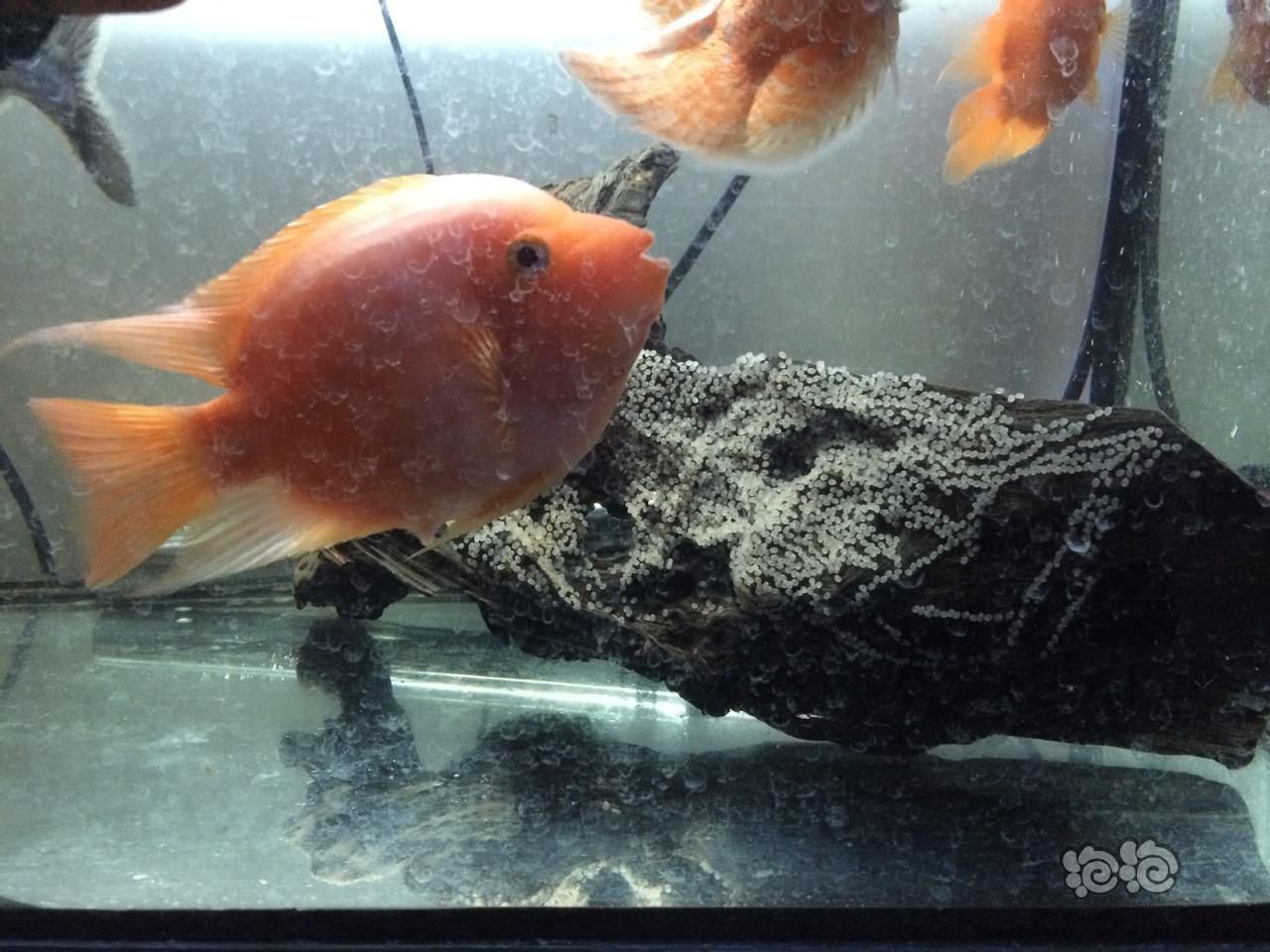 龍魚卵怎么受精孵化（龍魚卵的受精和孵化需要提供適宜環境條件和細心的管理）
