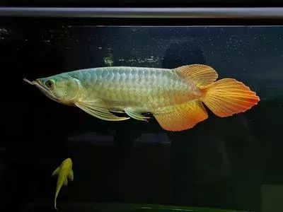 新手養龍魚用什么練手比較好：新手養龍魚時選擇星點龍魚或銀龍魚或銀龍魚作為練手機型