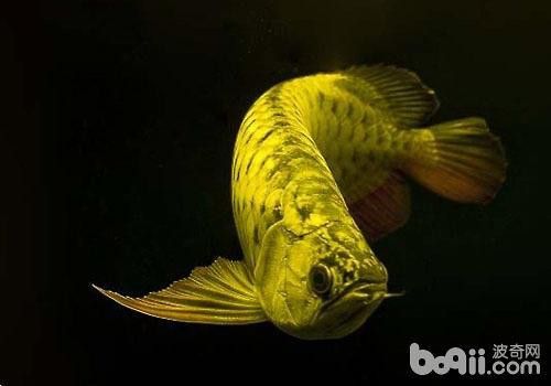 拍攝龍魚需要哪些技巧？ 拍攝龍魚需要哪些技巧？ 龍魚百科 第3張