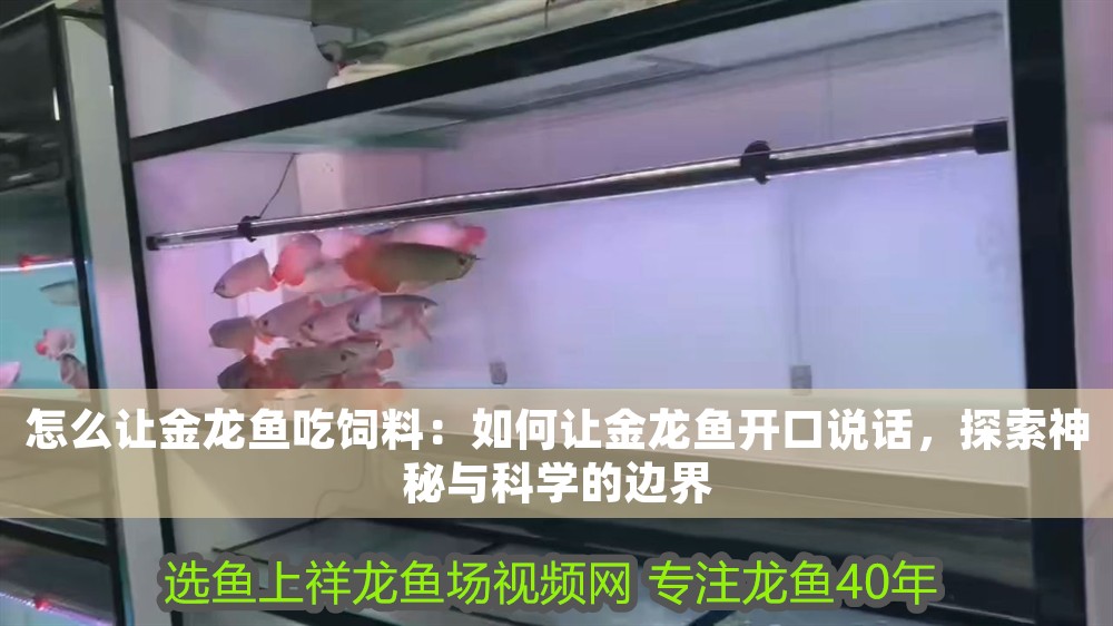 怎么讓金龍魚(yú)吃飼料：如何讓金龍魚(yú)開(kāi)口說(shuō)話，探索神秘與科學(xué)的邊界 怎么讓金龍魚(yú)吃飼料：如何讓金龍魚(yú)開(kāi)口說(shuō)話，探索神秘與科學(xué)的邊界 龍魚(yú)百科 第1張