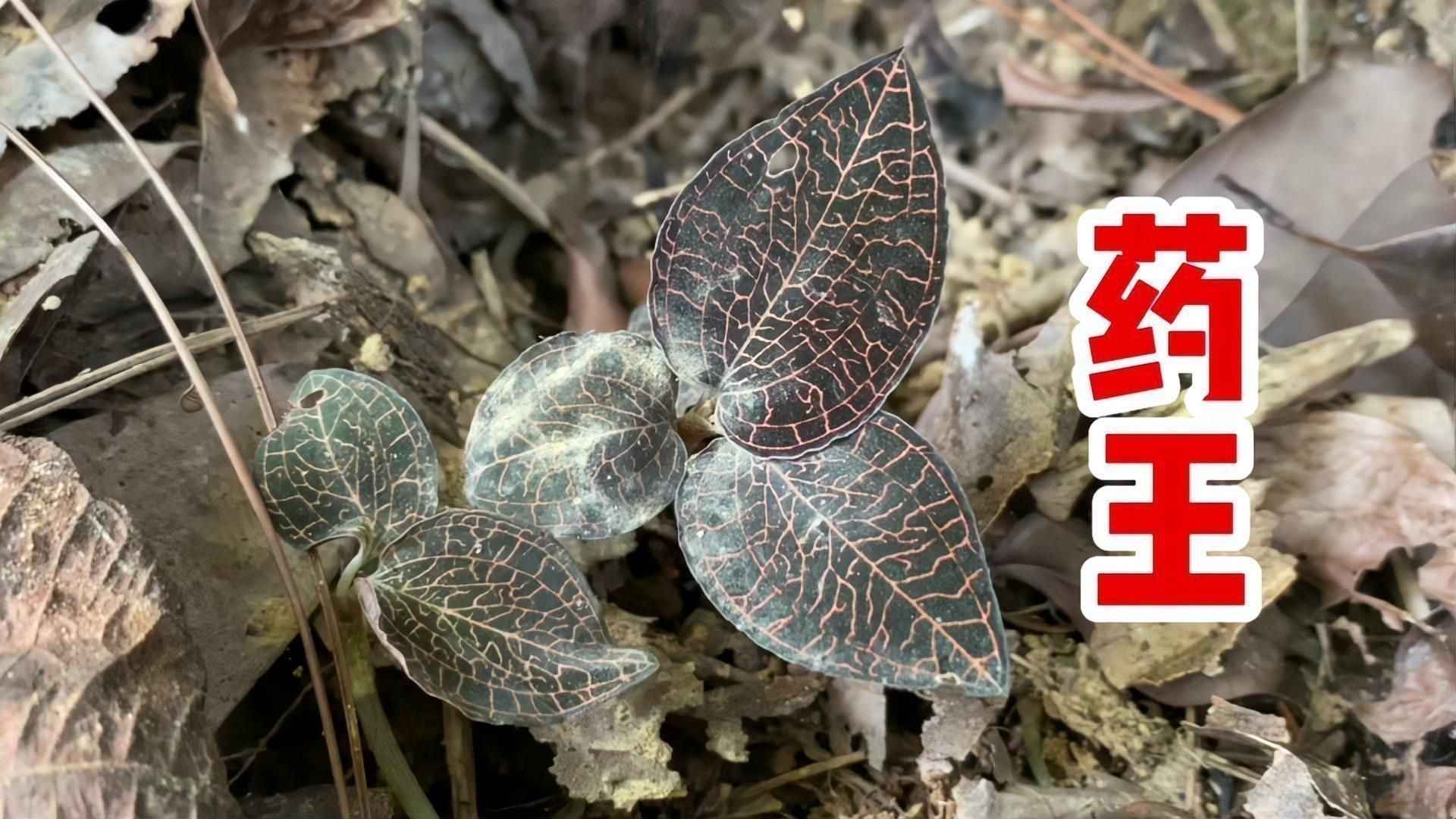 金線蓮