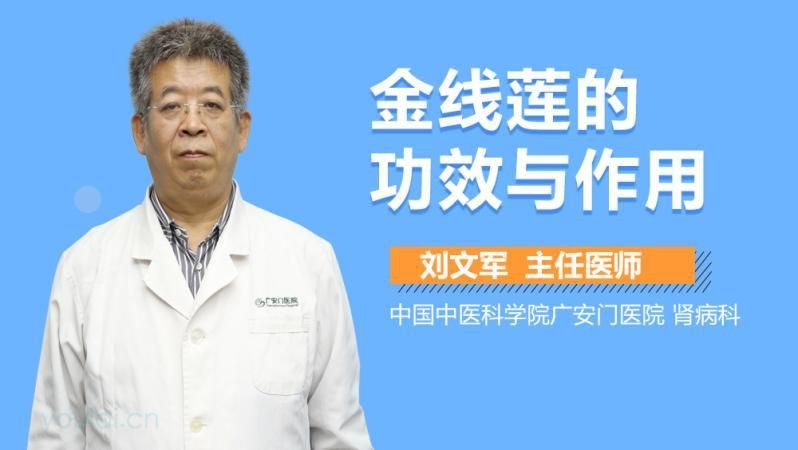 金線蓮