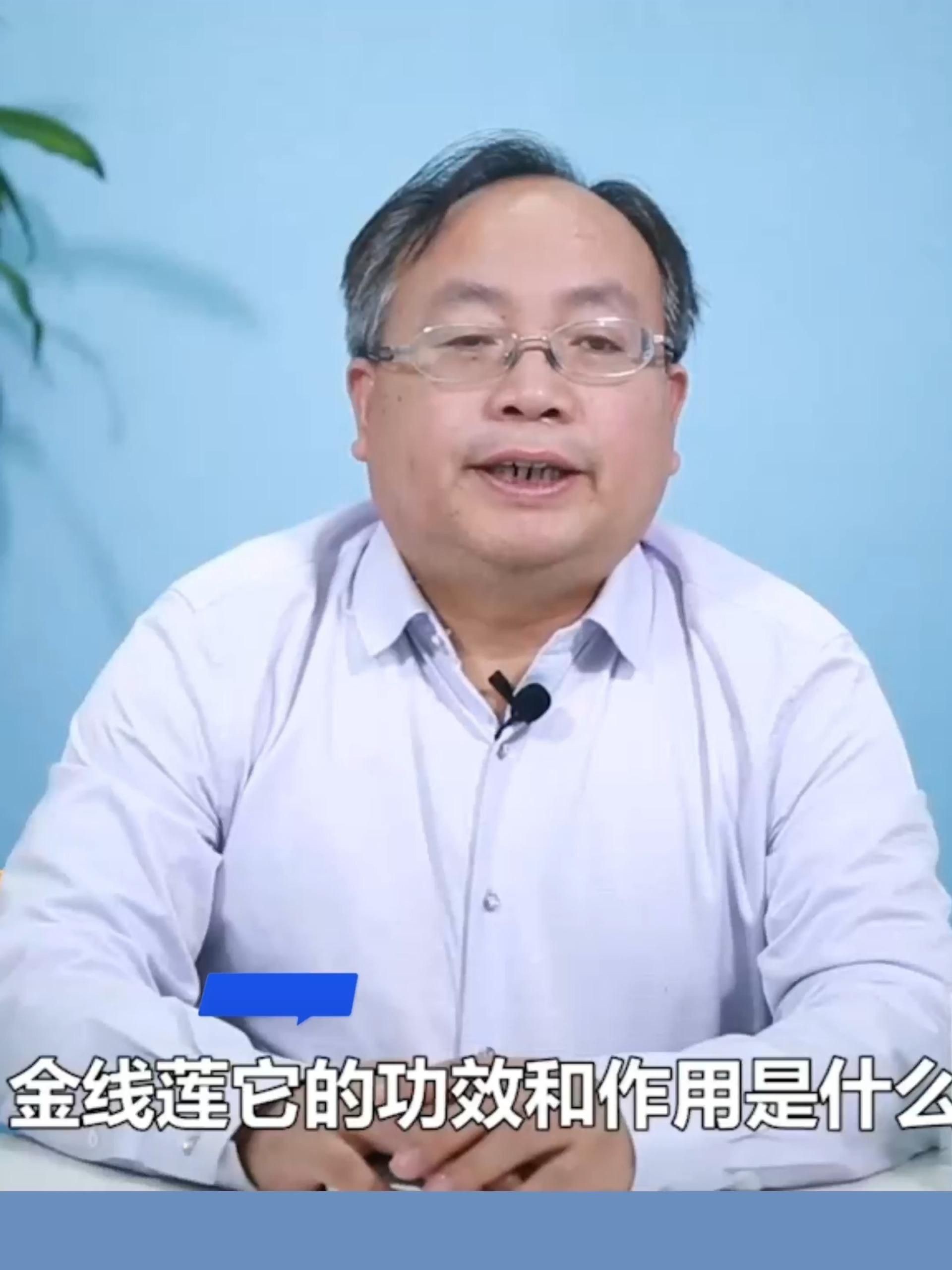 金線蓮