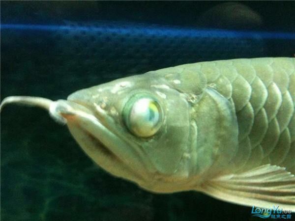 龍魚蒙眼手術后多久恢復