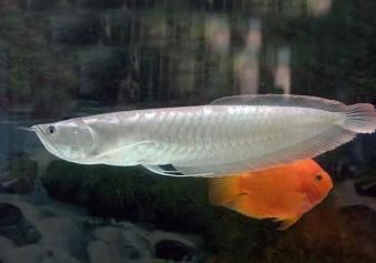 大的銀龍魚多少錢一條（大的銀龍魚價格多少錢一條）