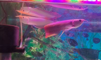 龍魚幼苗在27度能活嗎：龍魚幼苗可以在27度的水溫下健康地生活嗎龍魚幼苗在27度能活嗎