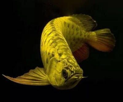 龍魚掉眼照片：龍魚掉眼與品種的關(guān)系如何預(yù)防龍魚掉眼與品種的關(guān)系