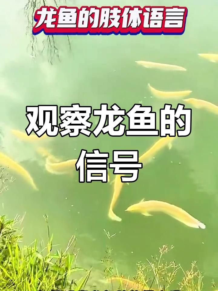 如何判斷龍魚是否恢復正常？