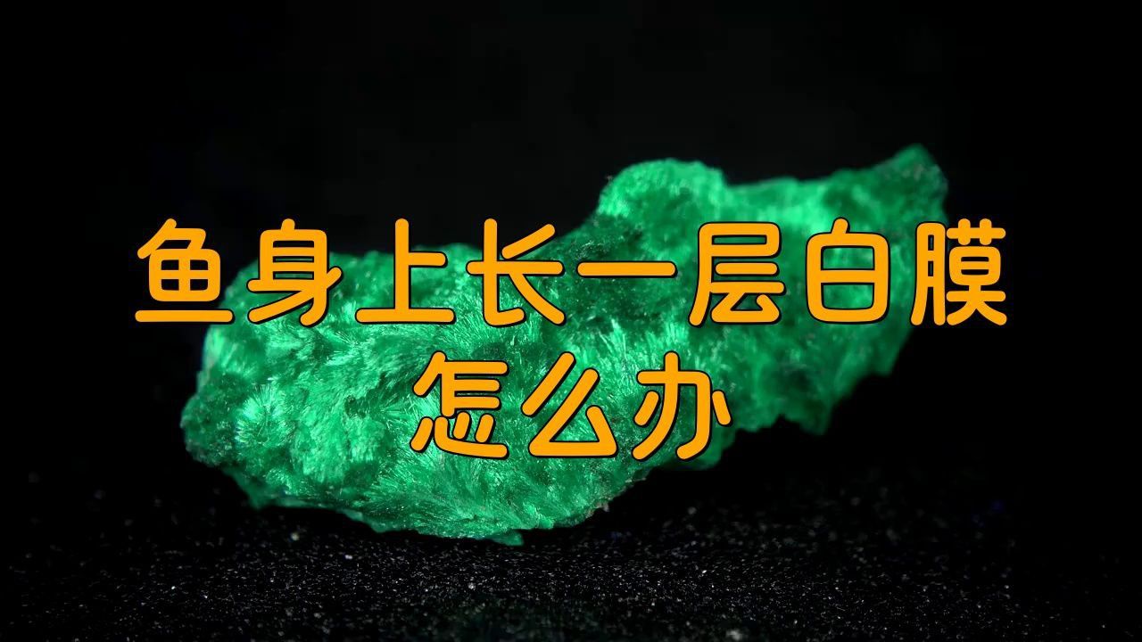 龍魚寄生蟲治療最有效辦法是什么：如何治療龍魚的寄生蟲