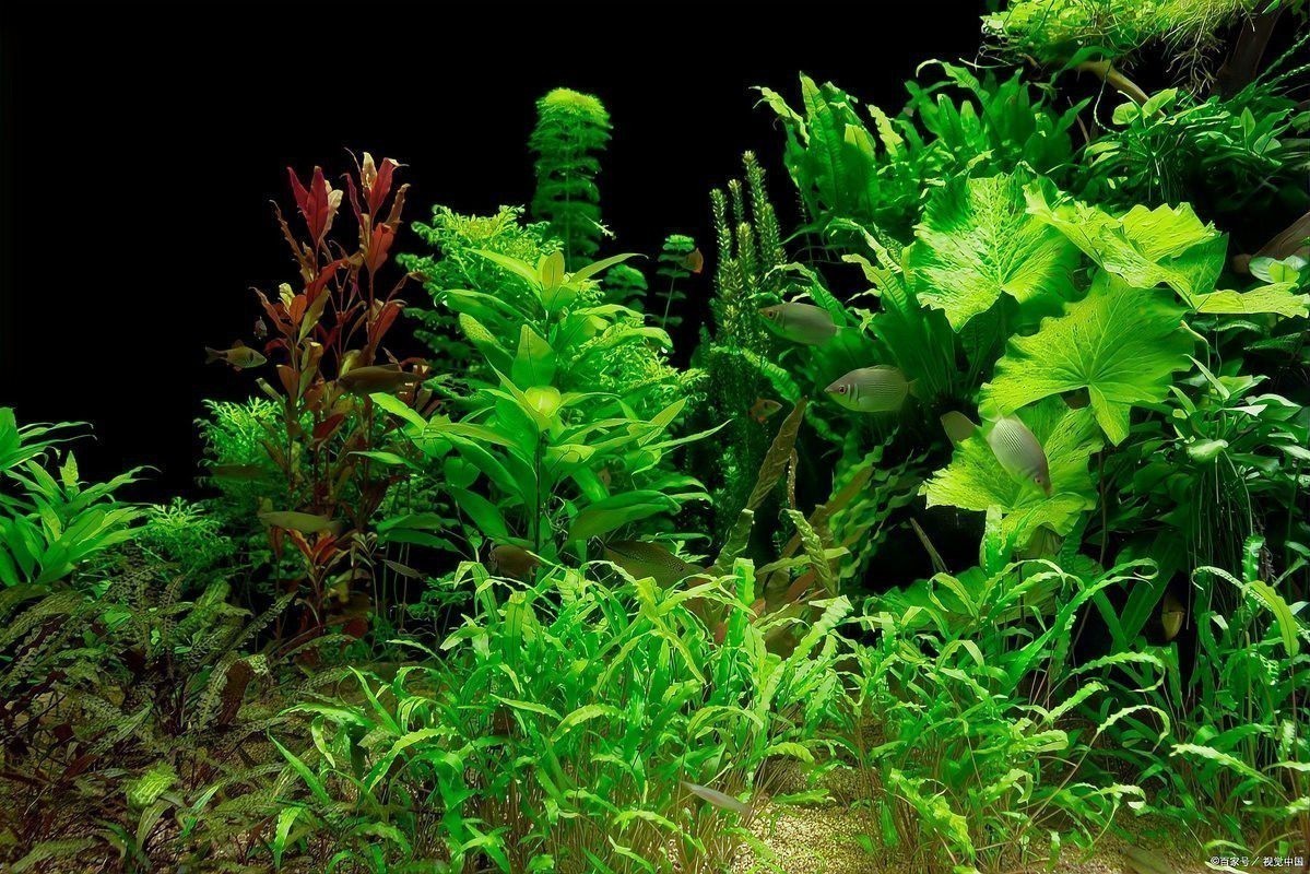哪些水草可以與過背金龍魚混養？