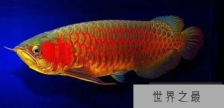 紅龍魚體色底色鑒別技巧：如何鑒別紅龍魚的體色底色