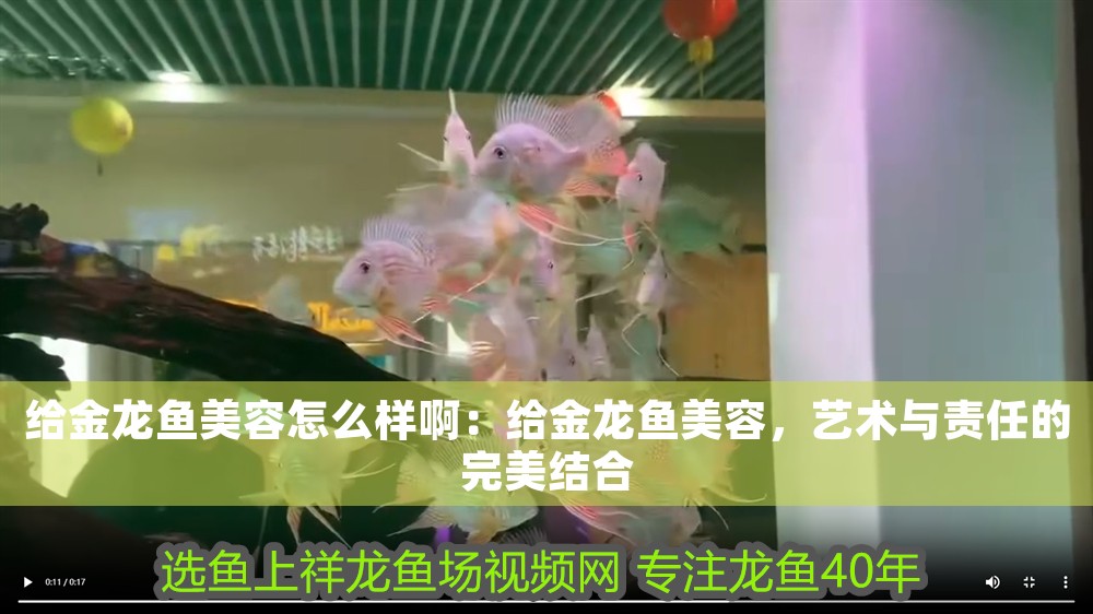 給金龍魚(yú)美容怎么樣啊：給金龍魚(yú)美容，藝術(shù)與責(zé)任的完美結(jié)合