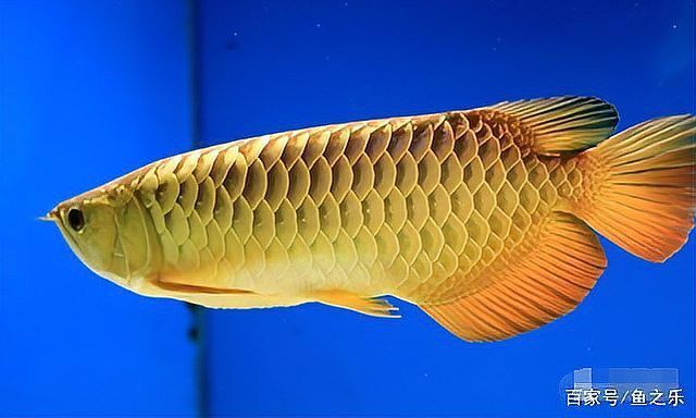 怎樣判斷金頭過背金龍魚的年齡？