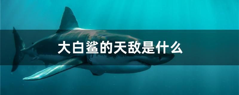 詳細閱讀:杰西卡恐龍魚繁殖期飼料選擇:杰西卡恐龍魚繁殖期的飼料選擇應當注重營養的全面性和均衡性 杰西卡恐龍魚繁殖期飼料選擇:杰西卡恐龍魚繁殖期的飼料選擇應當注重營養的全面性和均衡性