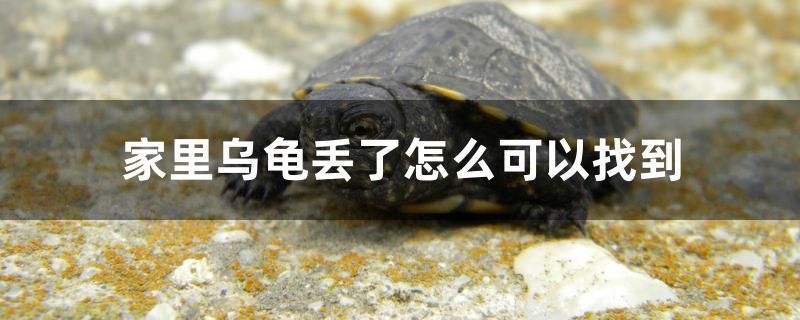 杰西卡恐龍魚繁殖期飼料選擇：杰西卡恐龍魚繁殖期的飼料選擇應當注重營養的全面性和均衡性 杰西卡恐龍魚繁殖期飼料選擇：杰西卡恐龍魚繁殖期的飼料選擇應當注重營養的全面性和均衡性 龍魚百科 第4張