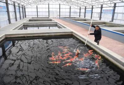 祥龍魚場觀賞魚怎么養的好（新手養觀賞魚怎么養殖觀賞魚的日常管理要點）