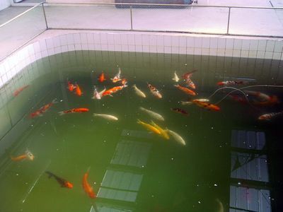 祥龍魚場觀賞魚怎么養的好（新手養觀賞魚怎么養殖觀賞魚的日常管理要點）