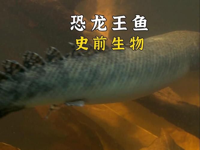 恐龍魚和恐龍王魚區(qū)別在哪兒圖片