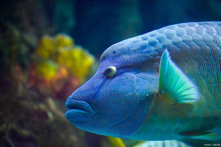 恐龍魚和恐龍王魚區(qū)別在哪兒圖片