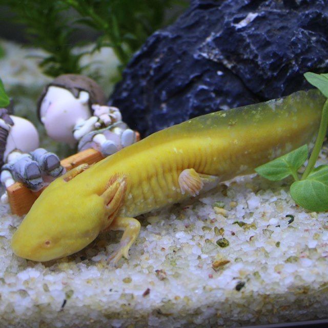 六角恐龍魚的危害有哪些（六角恐龍魚感染水霉病的危害其影響）