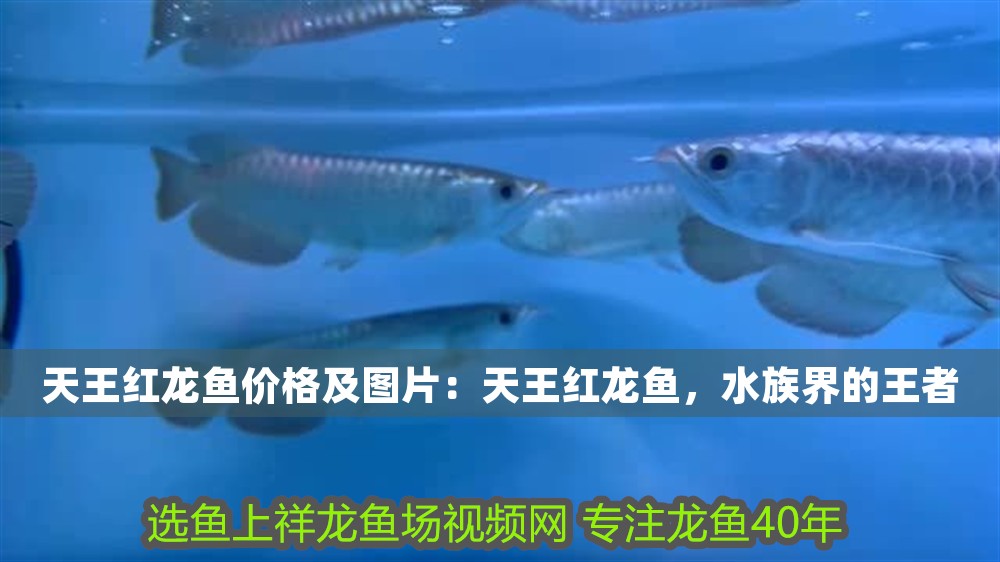 天王紅龍魚價格及圖片：天王紅龍魚，水族界的王者